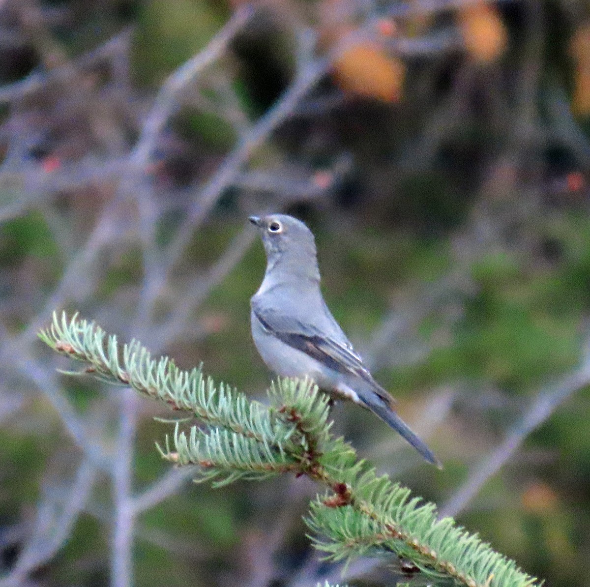 Townsend's Solitaire - ML624539995