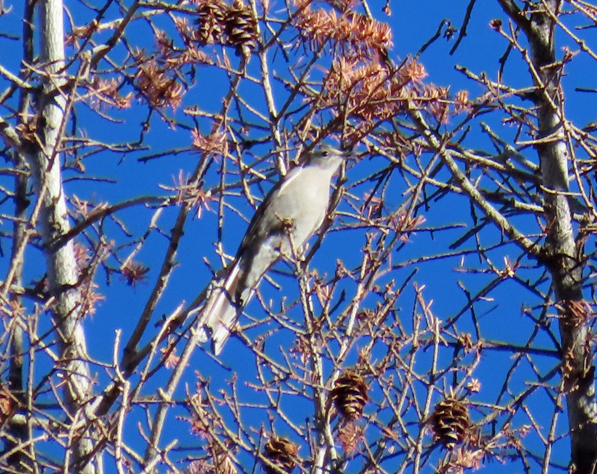 Townsend's Solitaire - ML624539996