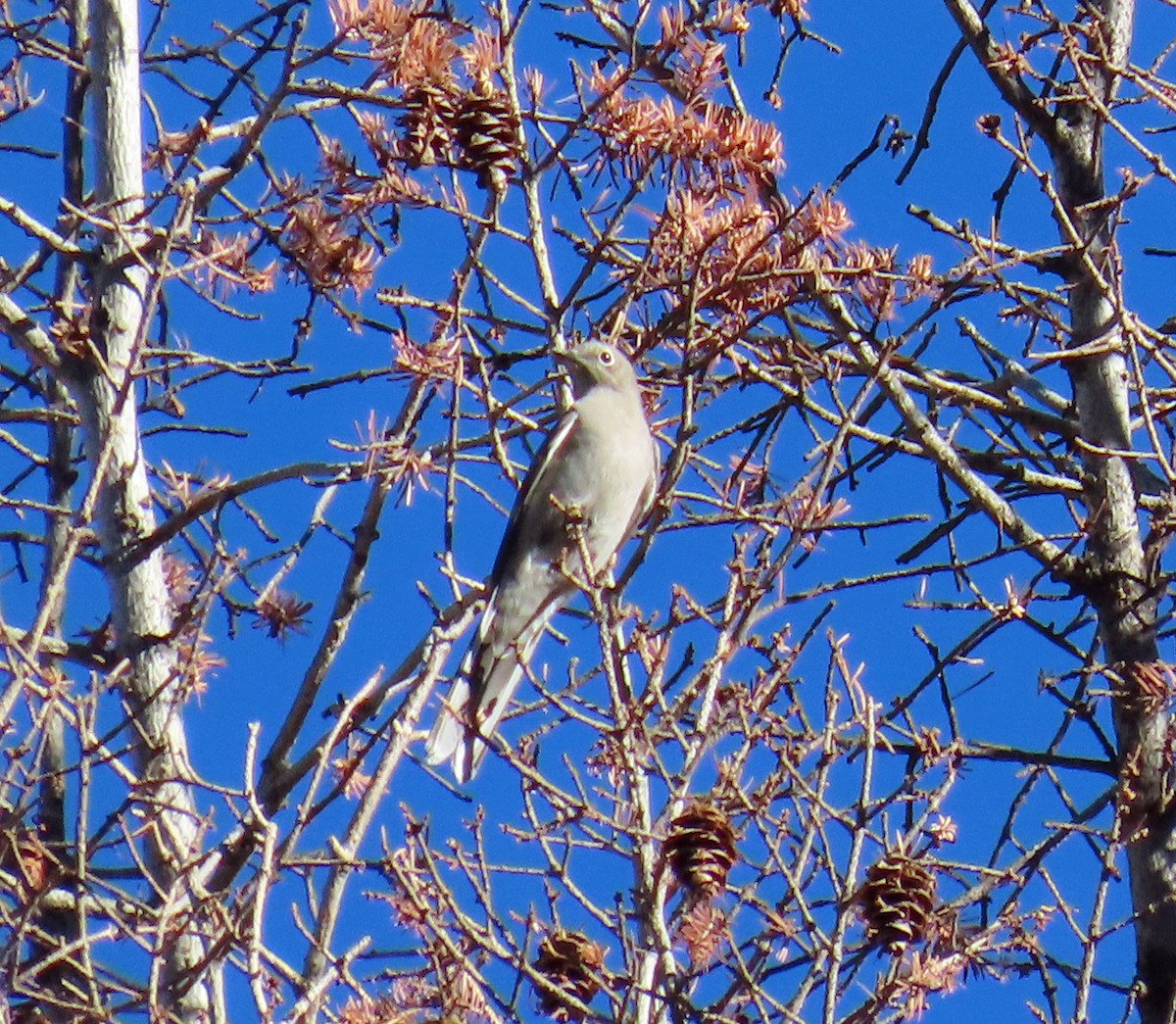 Townsend's Solitaire - ML624539998