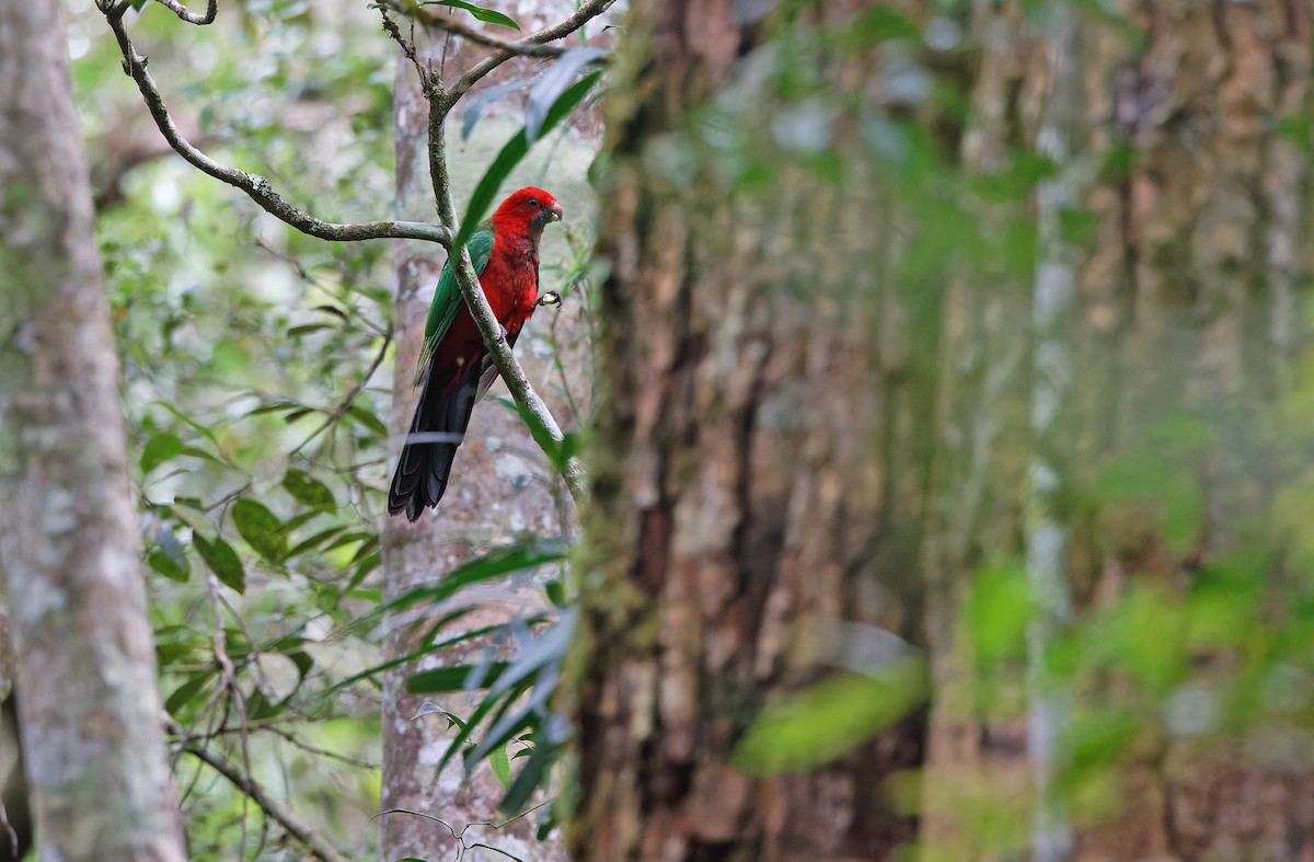 Moluccan King-Parrot - ML624540033