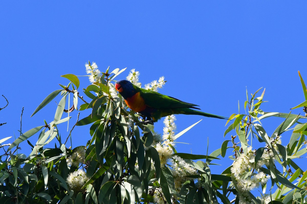 Rainbow Lorikeet - ML624540046