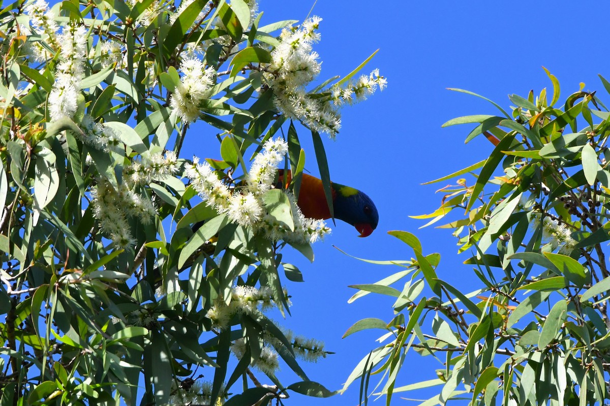 Rainbow Lorikeet - ML624540047