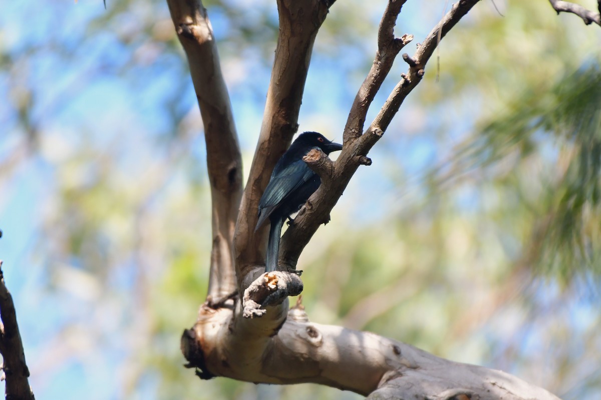 Spangled Drongo - ML624540051