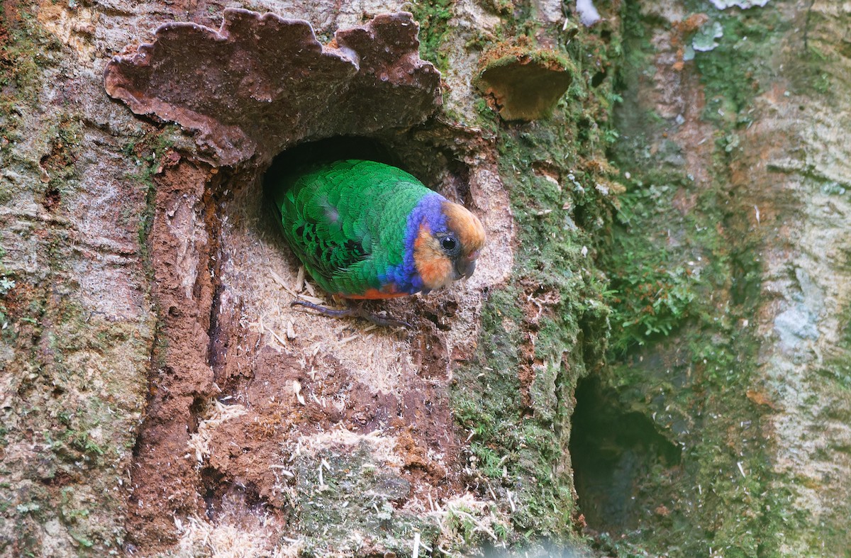 Red-breasted Pygmy-Parrot - ML624540052