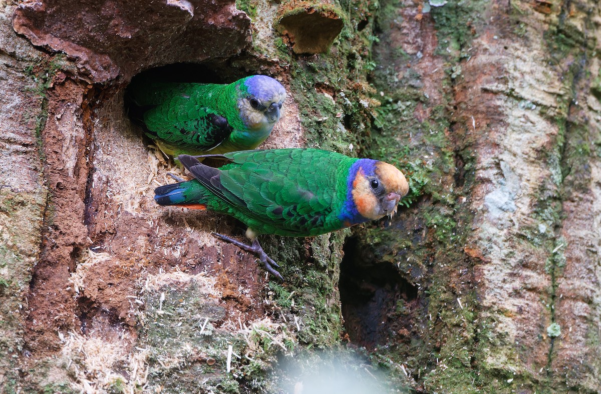 Red-breasted Pygmy-Parrot - ML624540053