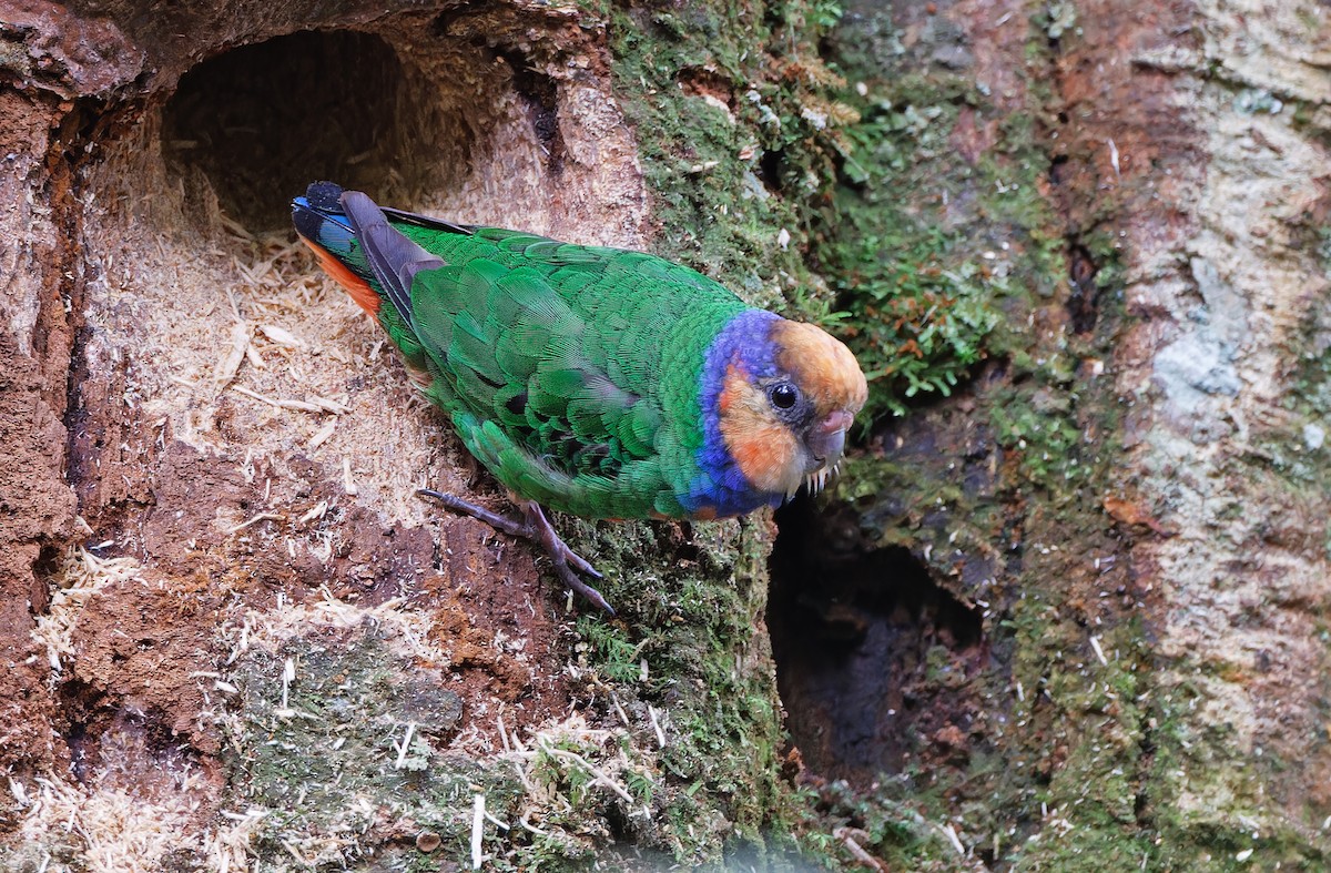 Red-breasted Pygmy-Parrot - ML624540054