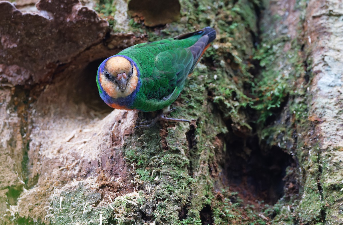 Red-breasted Pygmy-Parrot - ML624540055