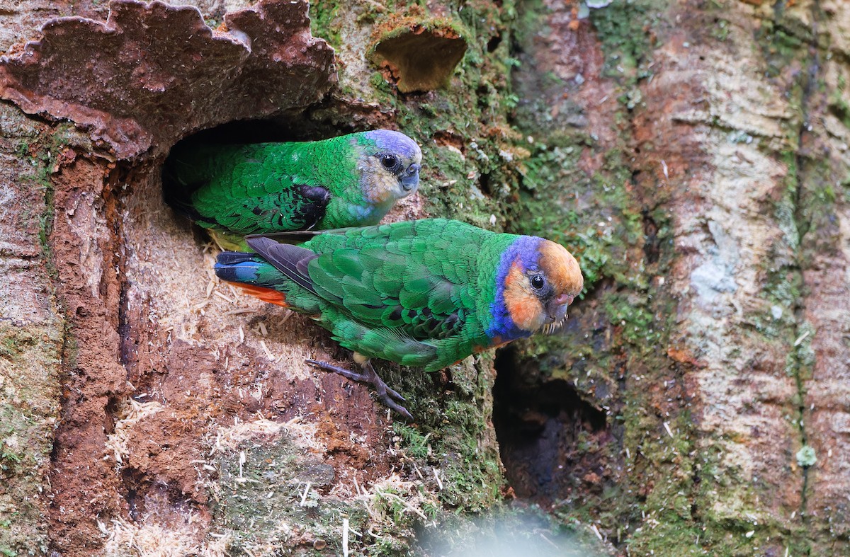 Red-breasted Pygmy-Parrot - ML624540057