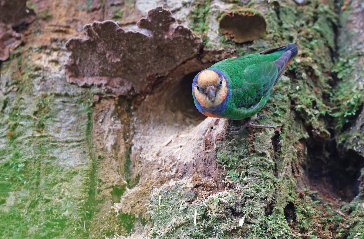 Red-breasted Pygmy-Parrot - ML624540058