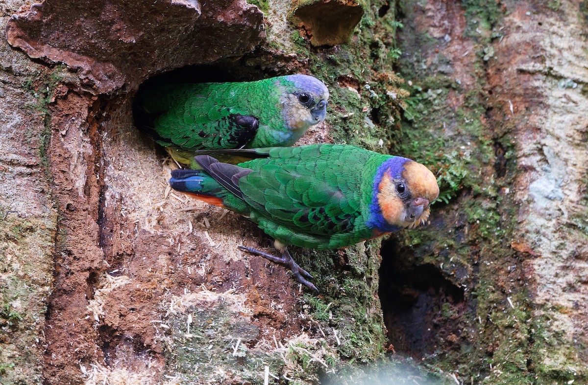 Red-breasted Pygmy-Parrot - ML624540059
