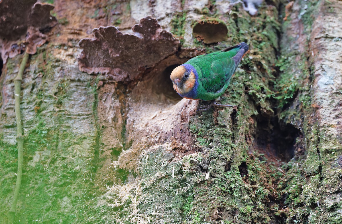Red-breasted Pygmy-Parrot - ML624540060