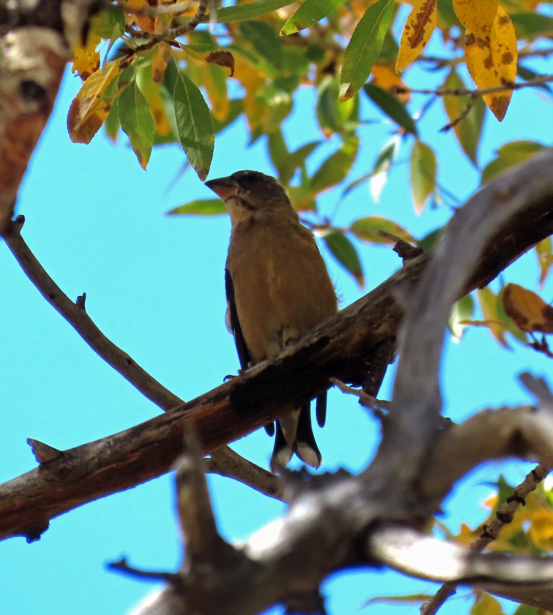 Evening Grosbeak - ML624540095