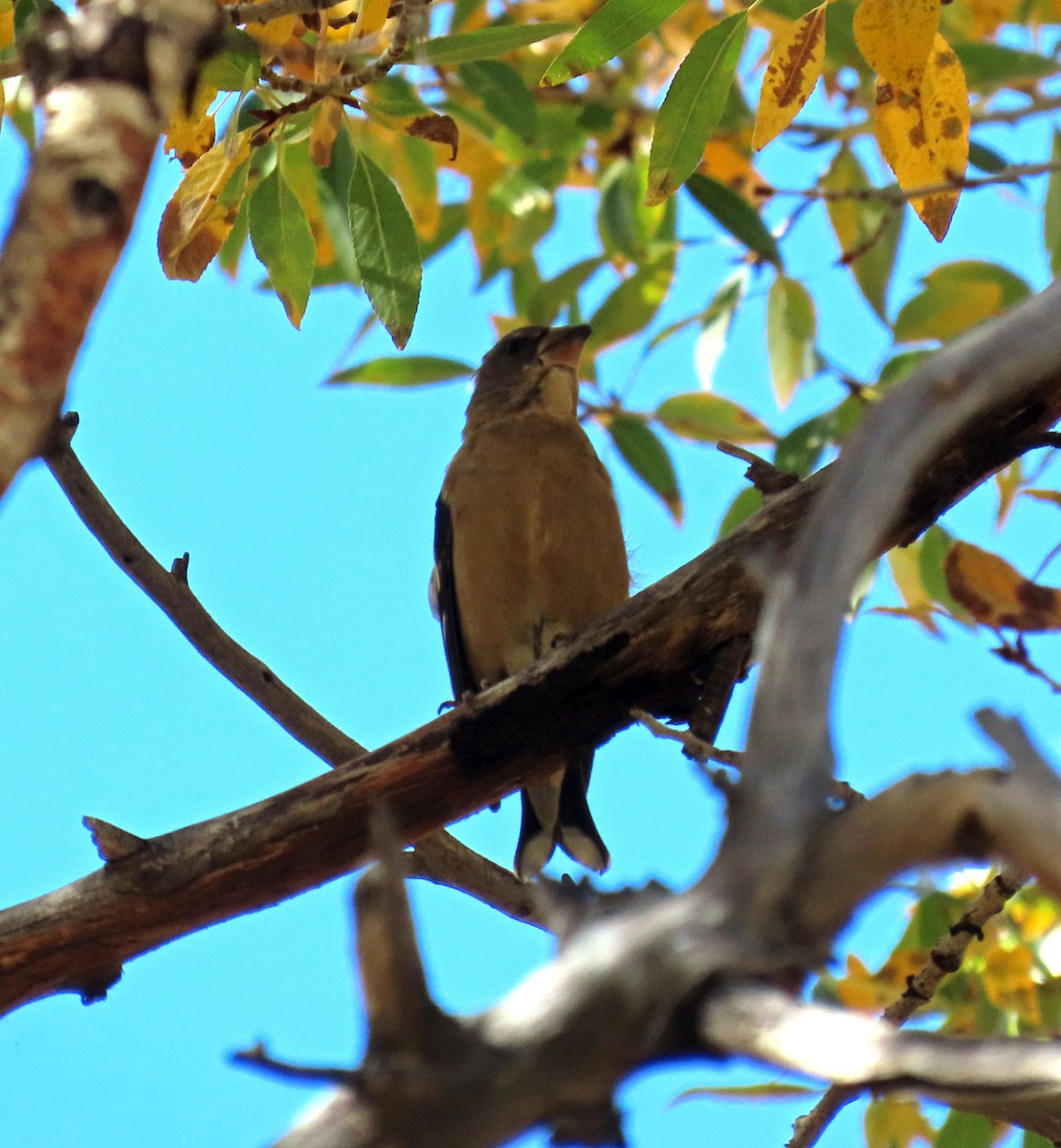 Evening Grosbeak - ML624540096