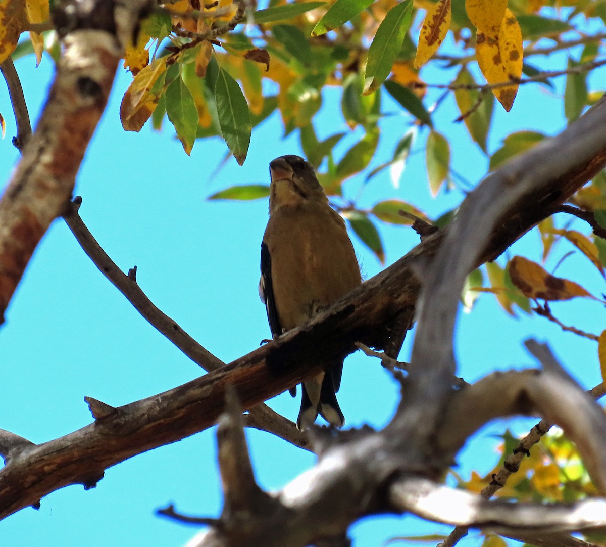 Evening Grosbeak - ML624540097