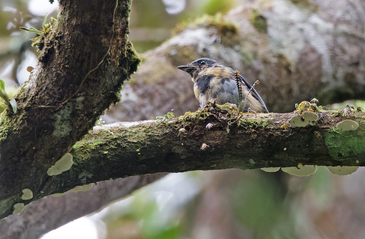 Black-throated Robin - ML624540117