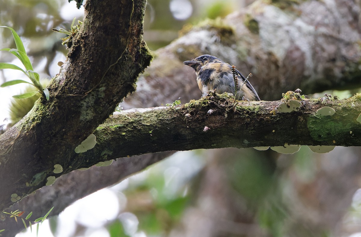 Black-throated Robin - ML624540119