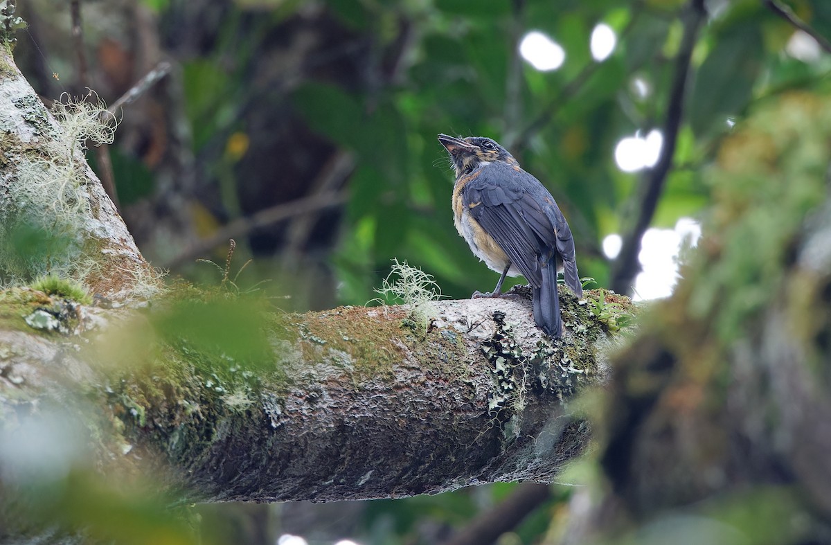 Black-throated Robin - ML624540120