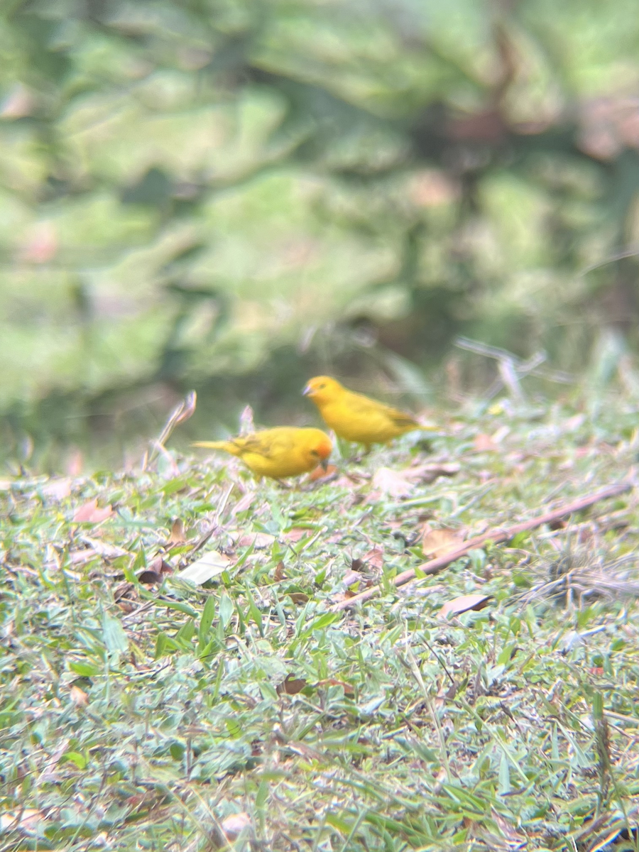 Saffron Finch - ML624540122