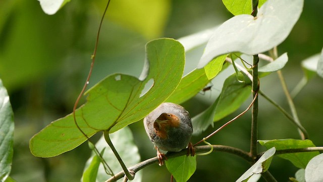 Ashy Tailorbird - ML624540198