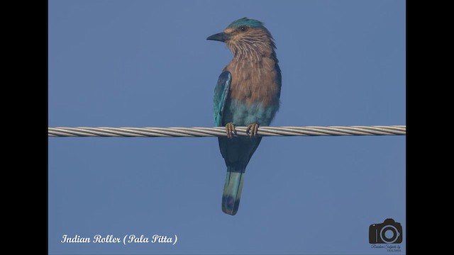 Indian Roller - ML624540212
