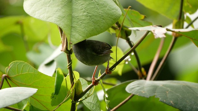 Ashy Tailorbird - ML624540213