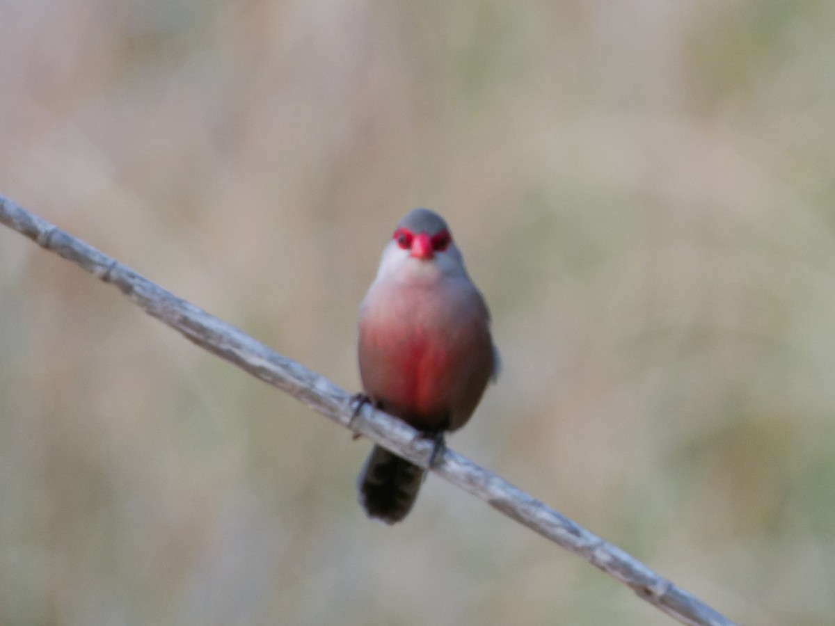 Common Waxbill - ML624540217