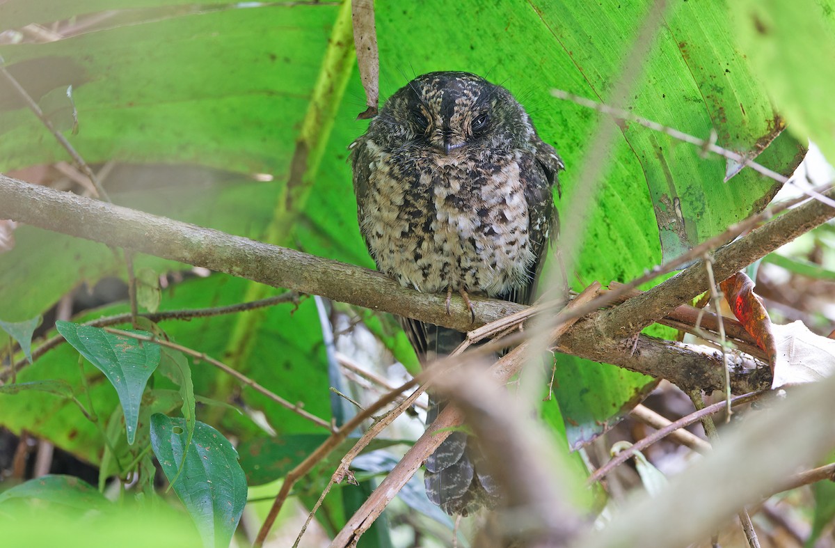 Mountain Owlet-nightjar - ML624540228