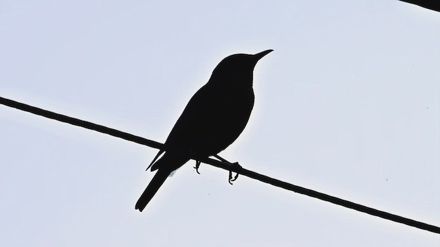 Blue-capped Rock-Thrush - ML624540234