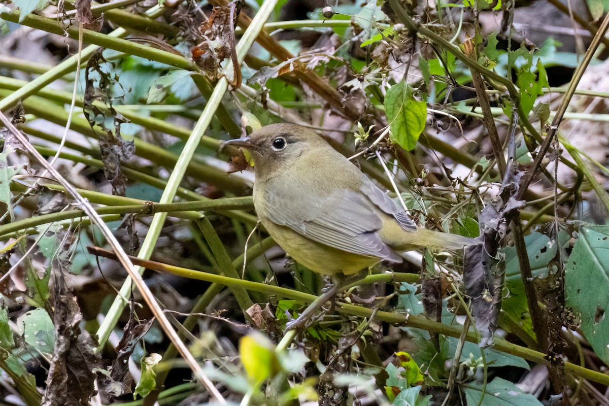 Connecticut Warbler - ML624540298