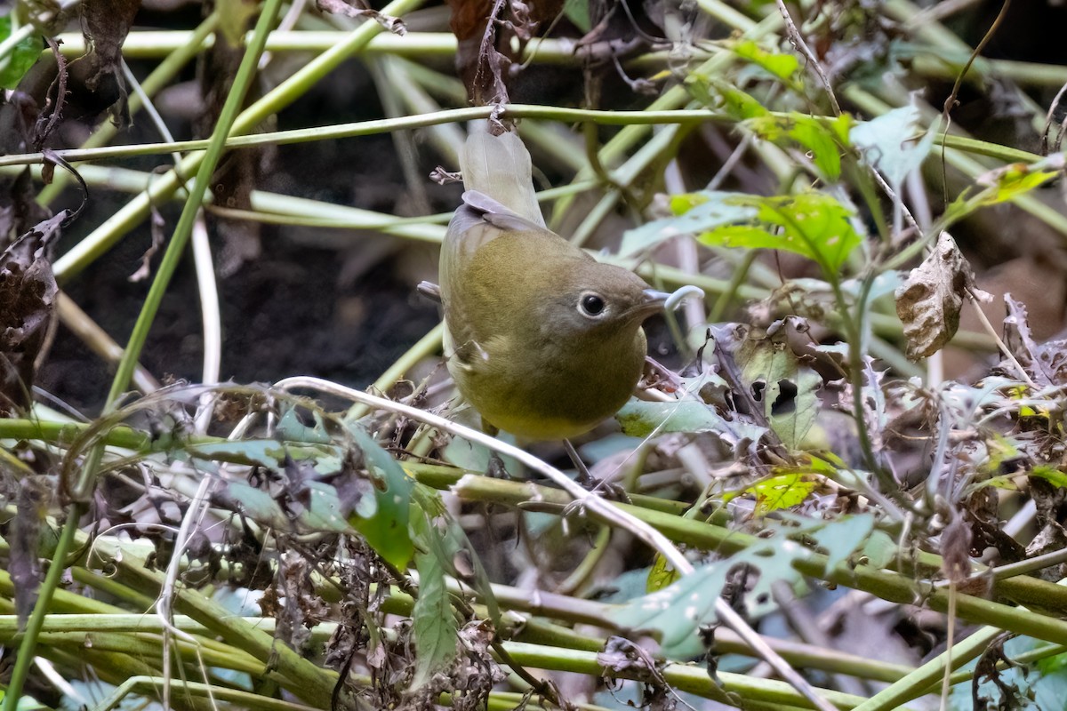 Connecticut Warbler - ML624540321