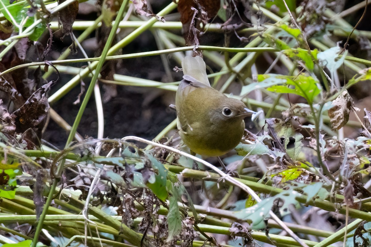 Connecticut Warbler - ML624540322