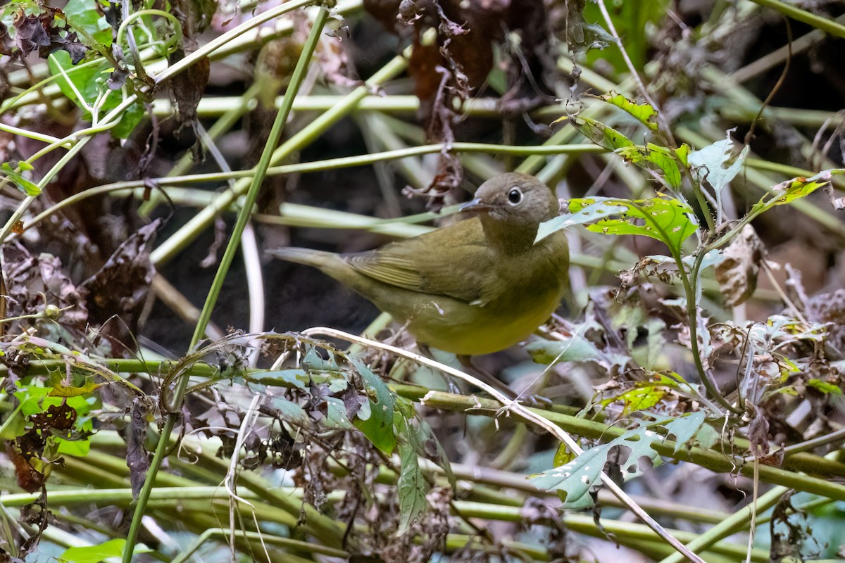 Connecticut Warbler - ML624540323
