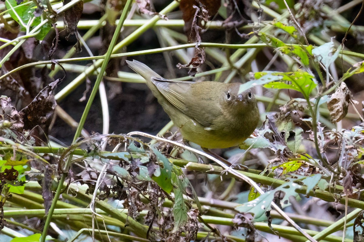 Connecticut Warbler - ML624540324