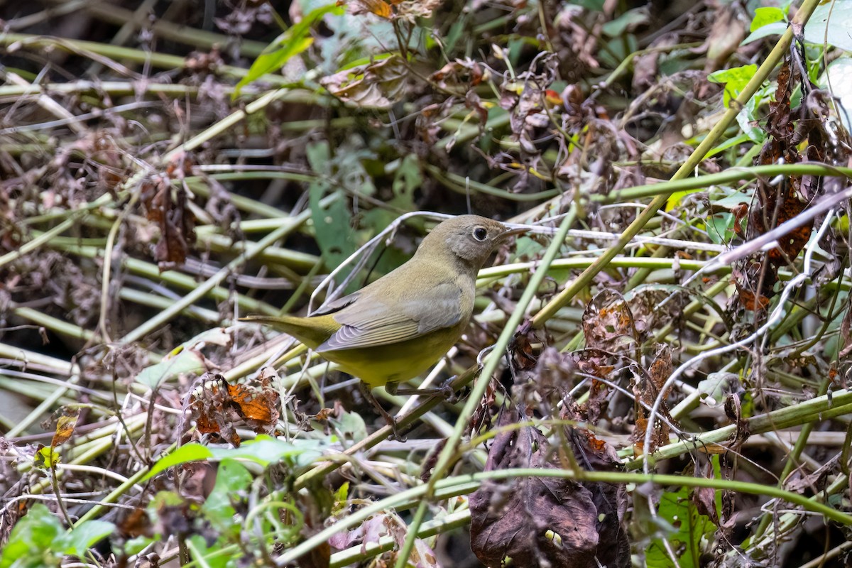 Connecticut Warbler - ML624540325