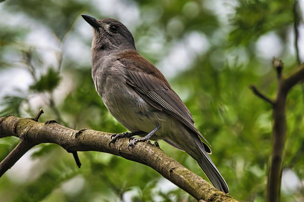 Gray Shrikethrush - ML624540430