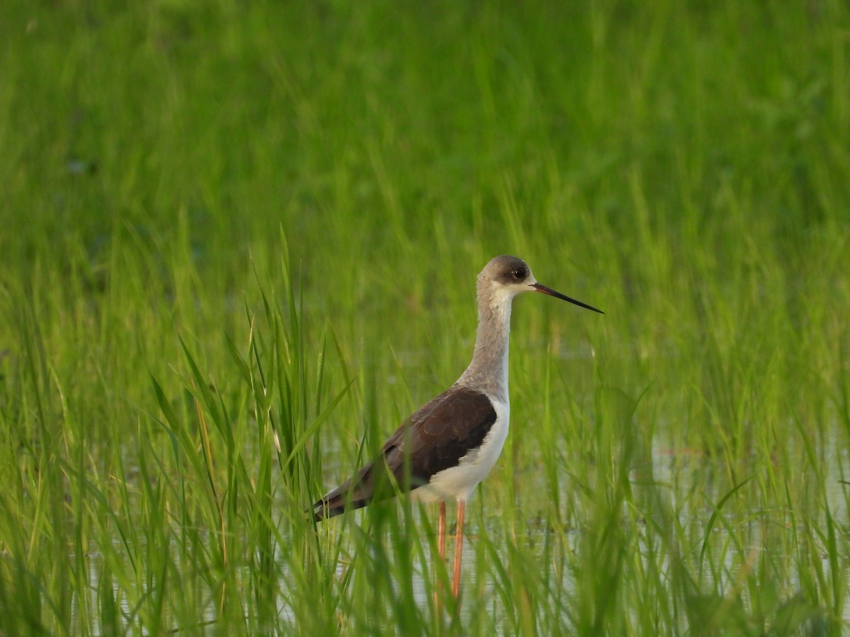 Black-winged Stilt - ML624540431