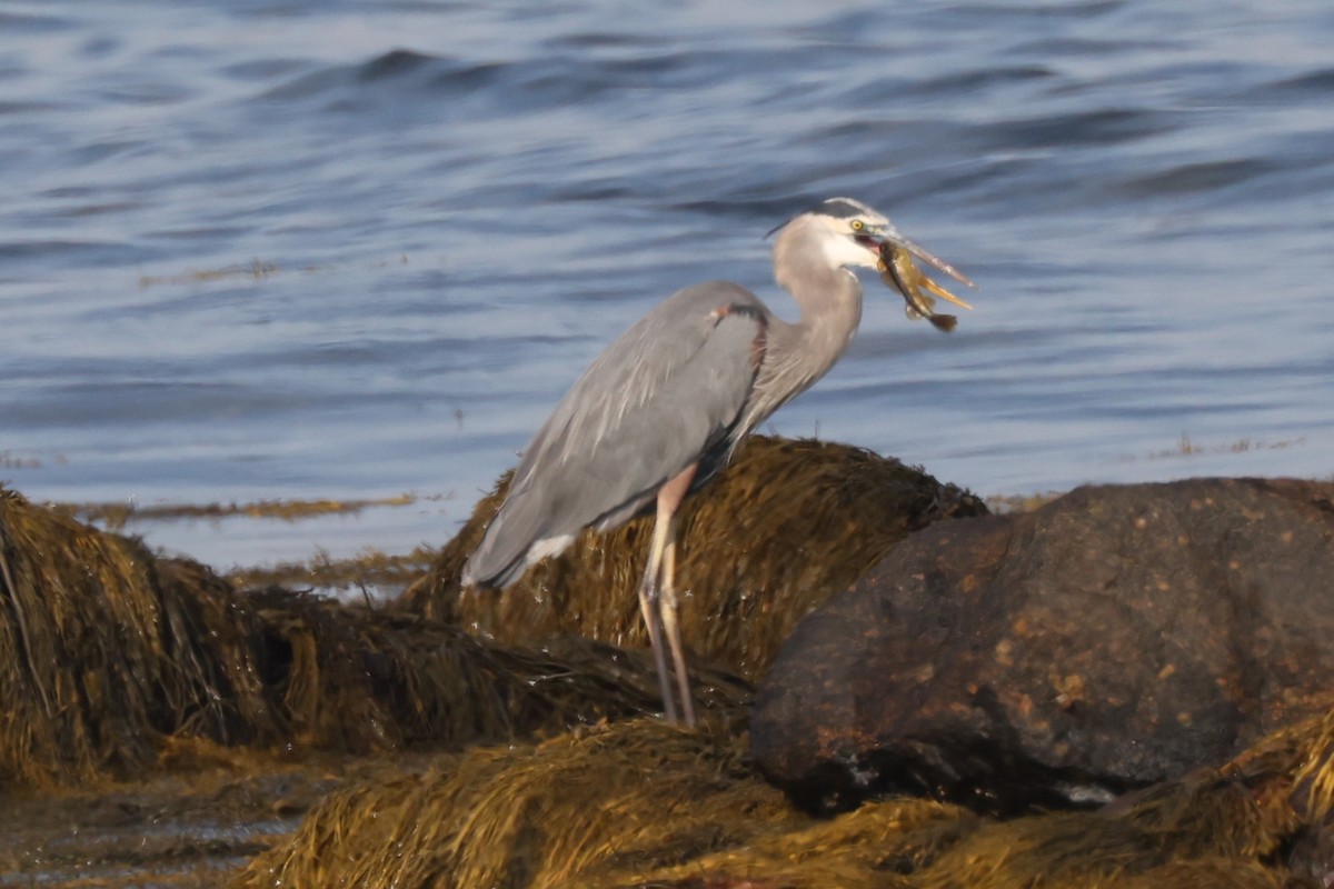 Great Blue Heron - ML624540435