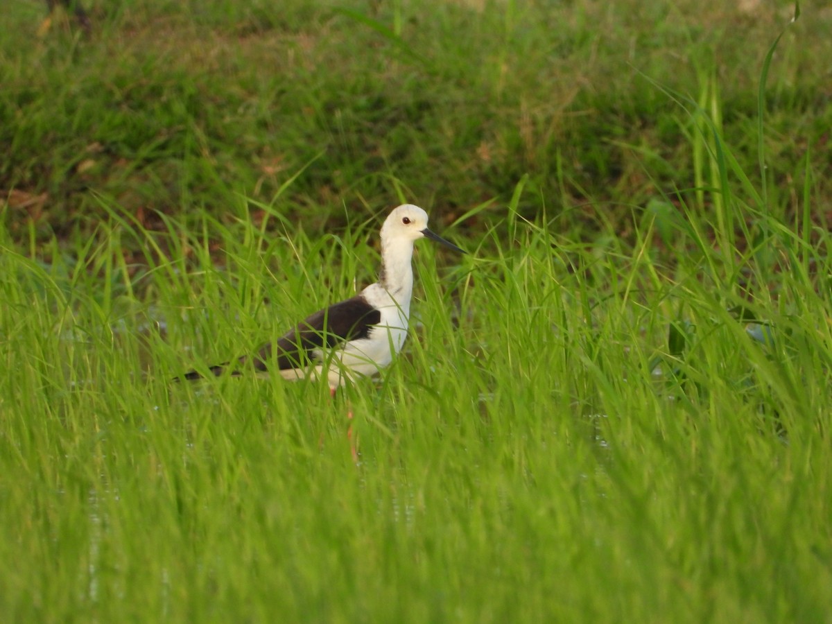 Black-winged Stilt - ML624540436