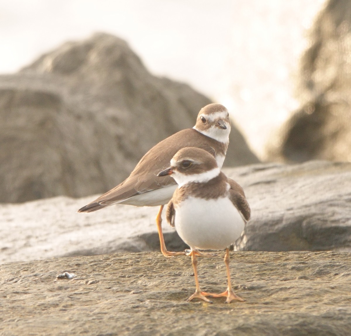 Semipalmated Plover - ML624540445