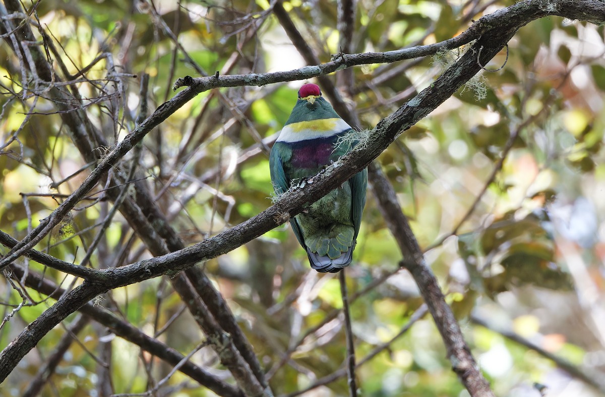 White-breasted Fruit-Dove - ML624540446