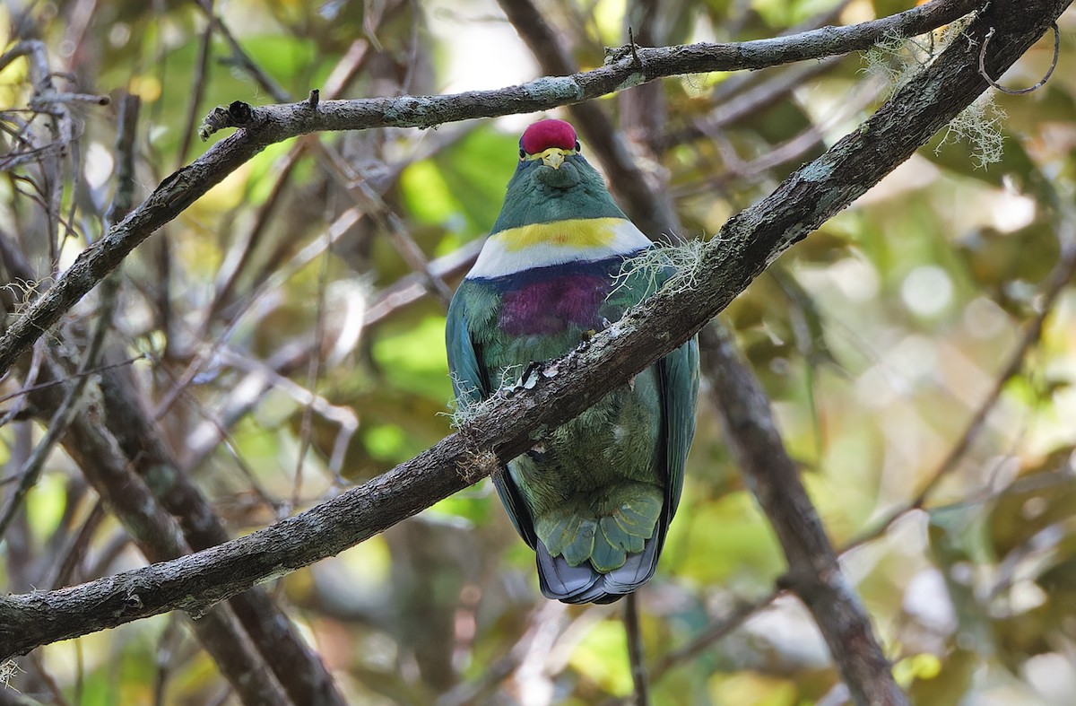 White-breasted Fruit-Dove - ML624540447