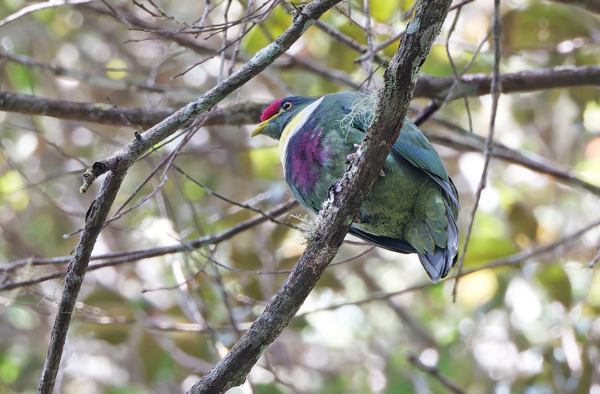 White-breasted Fruit-Dove - ML624540448