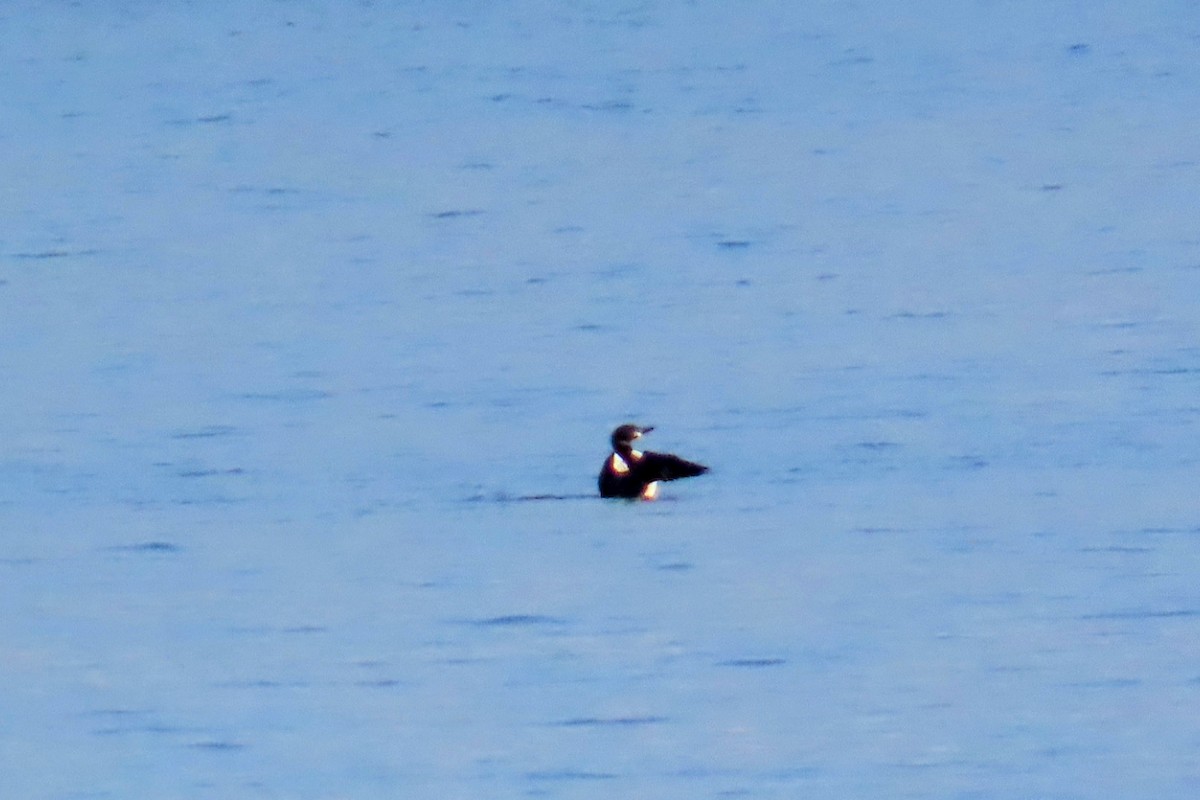 Common Loon - Johanne Simard