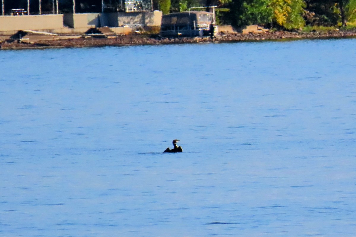 Common Loon - ML624540451