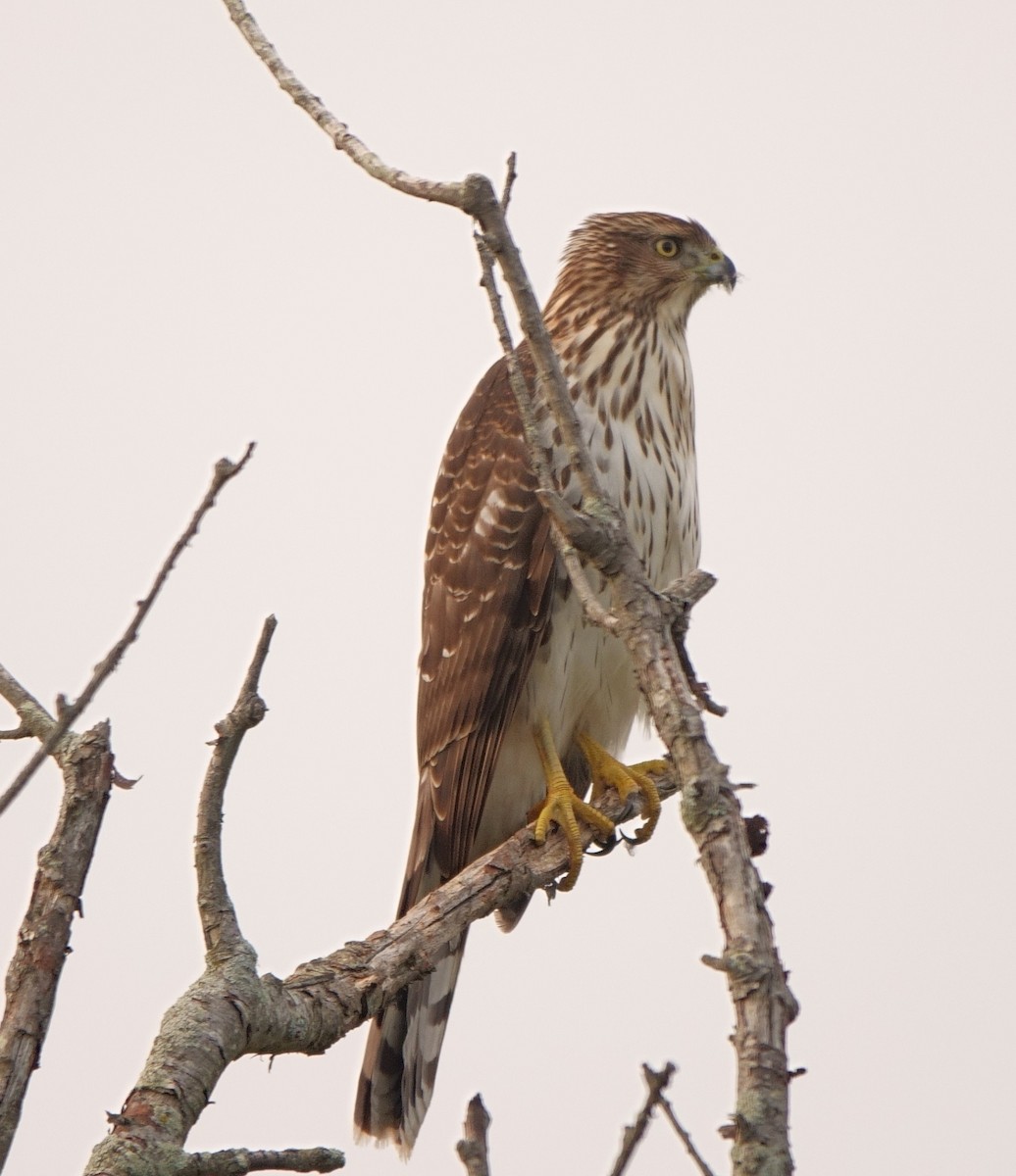 Cooper's Hawk - ML624540453