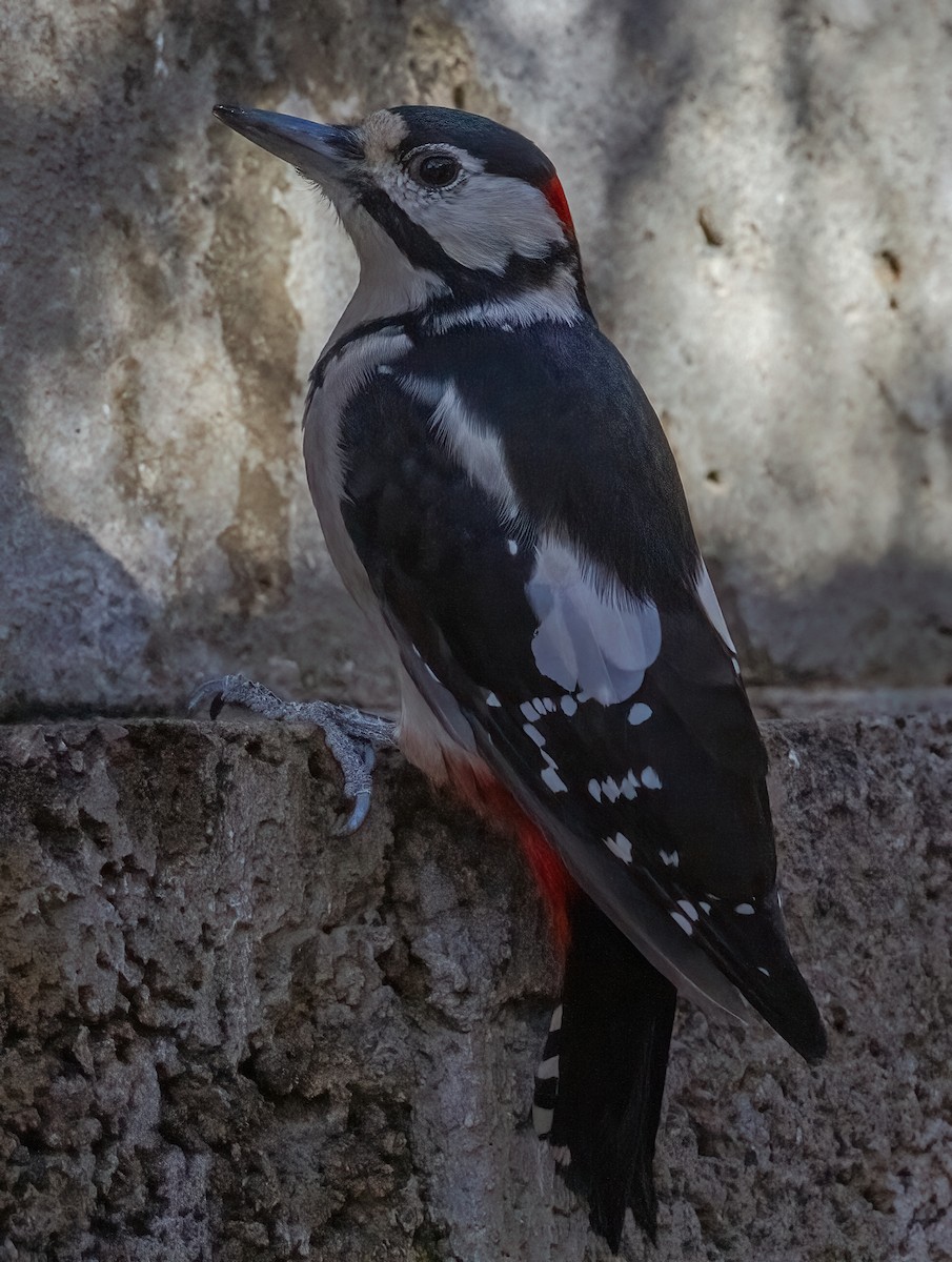 Great Spotted Woodpecker (Canarian) - ML624540458