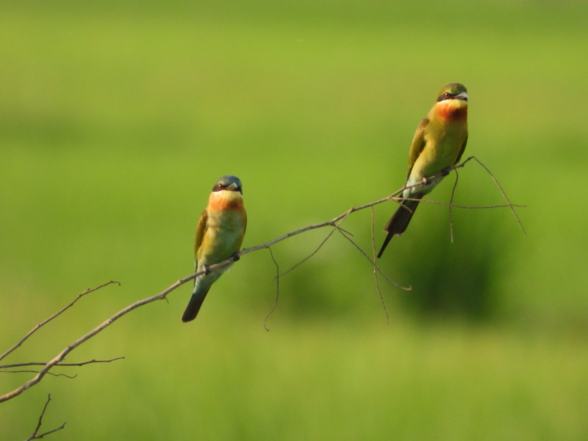 Blue-tailed Bee-eater - ML624540459