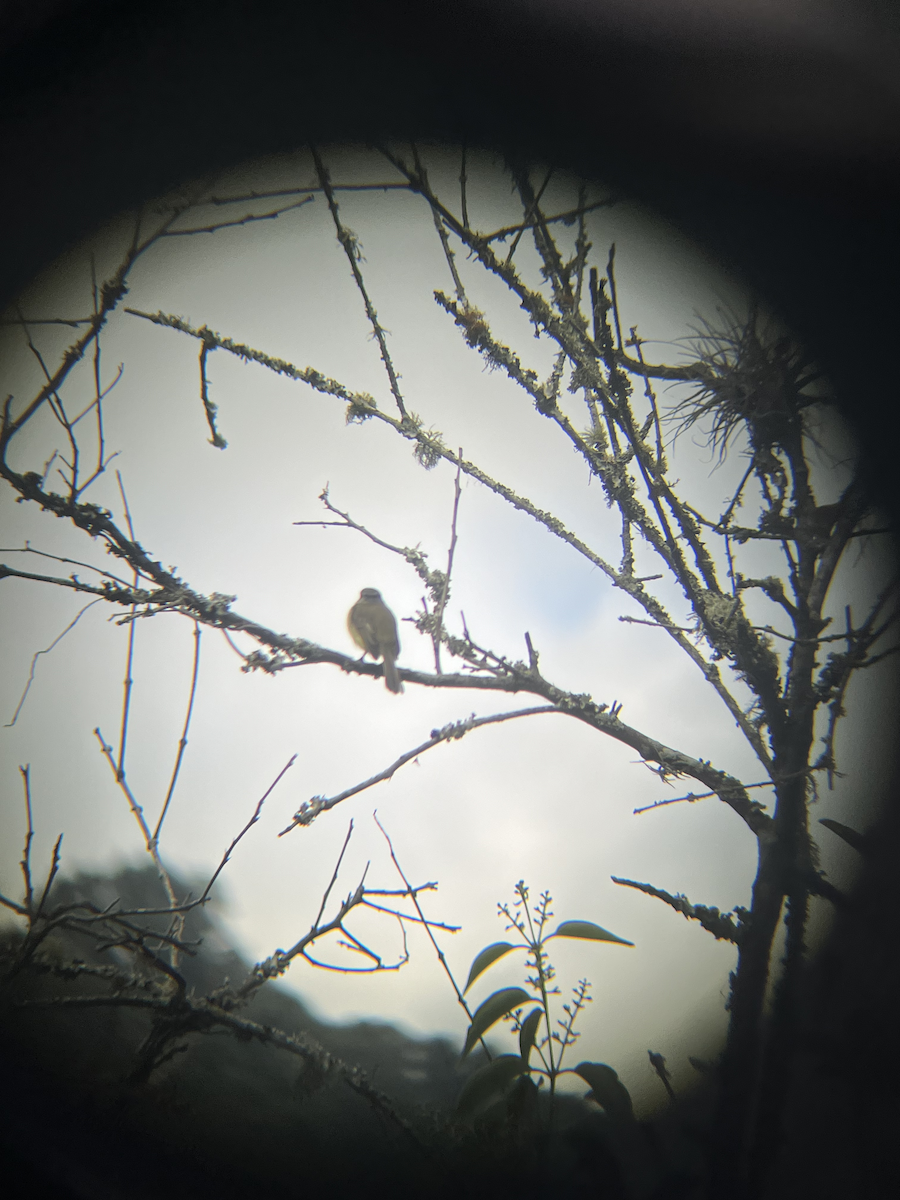 Sooty-headed Tyrannulet - ML624540460