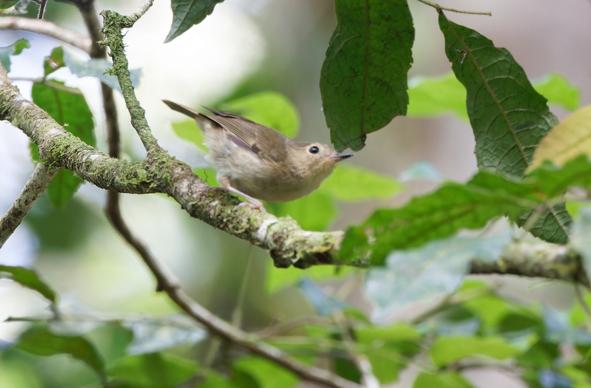 Tropical Scrubwren - ML624540461