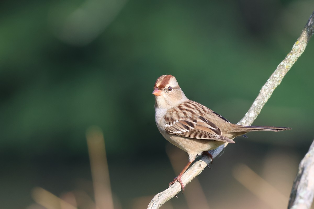 White-crowned Sparrow - ML624540462